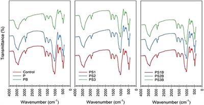 Role of Bacterial Consortium and Synthetic Surfactants in Promoting the Phytoremediation of Crude Oil-Contaminated Soil Using Brachiaria mutica